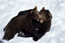 Bwald 17-02-09 0158   Photos ACG 2017