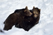 Bwald 17-02-09 0159   Photos ACG 2017