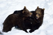 Bwald 17-02-09 0160   Photos ACG 2017