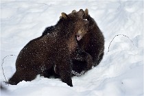 Bwald 17-02-09 0162   Photos ACG 2017