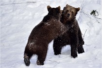 Bwald 17-02-09 0166   Photos ACG 2017