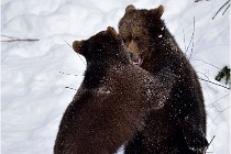 Bwald 17-02-09 0168   Photos ACG 2017