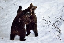 Bwald 17-02-09 0189   Photos ACG 2017