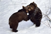 Bwald 17-02-09 0197   Photos ACG 2017