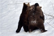 Bwald 17-02-09 0203   Photos ACG 2017