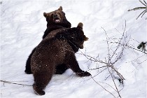 Bwald 17-02-09 0214   Photos ACG 2017