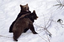 Bwald 17-02-09 0215   Photos ACG 2017