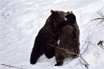 Bwald 17-02-09 0216   Photos ACG 2017