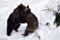 Bwald 17-02-09 0219   Photos ACG 2017