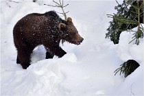 Bwald 17-02-09 0236   Photos ACG 2017