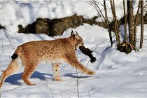 Bwald 17-02-09 0253   Photos ACG 2017