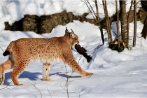 Bwald 17-02-09 0254   Photos ACG 2017