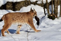 Bwald 17-02-09 0255   Photos ACG 2017