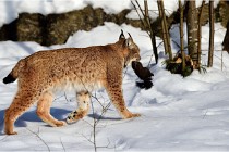 Bwald 17-02-09 0256   Photos ACG 2017