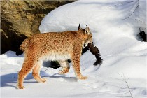 Bwald 17-02-09 0259   Photos ACG 2017