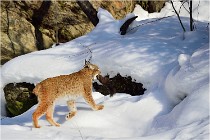 Bwald 17-02-09 0260   Photos ACG 2017