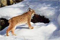 Bwald 17-02-09 0261   Photos ACG 2017