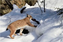 Bwald 17-02-09 0262   Photos ACG 2017