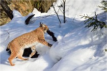 Bwald 17-02-09 0263   Photos ACG 2017