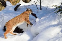 Bwald 17-02-09 0264   Photos ACG 2017