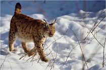 Bwald 17-02-09 0271   Photos ACG 2017