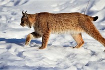 Bwald 17-02-09 0292   Photos ACG 2017