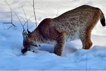 Bwald 17-02-09 0293   Photos ACG 2017