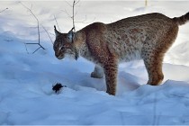 Bwald 17-02-09 0297   Photos ACG 2017