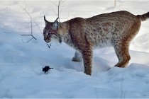 Bwald 17-02-09 0298   Photos ACG 2017