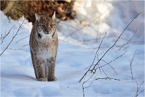 Bwald 17-02-09 0306   Photos ACG 2017