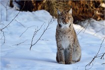 Bwald 17-02-09 0313   Photos ACG 2017