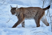 Bwald 17-02-09 0326   Photos ACG 2017