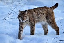 Bwald 17-02-09 0328   Photos ACG 2017