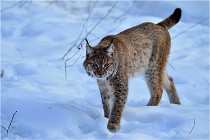 Bwald 17-02-09 0329   Photos ACG 2017