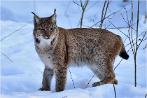 Bwald 17-02-09 0357   Photos ACG 2017