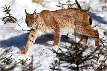 Bwald 17-02-09 0871   Photos ACG 2017