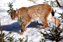 Bwald 17-02-09 0872   Photos ACG 2017