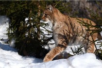 Bwald 17-02-09 0875   Photos ACG 2017