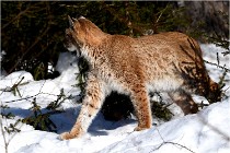 Bwald 17-02-09 0877   Photos ACG 2017