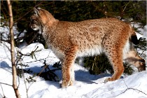 Bwald 17-02-09 0879   Photos ACG 2017