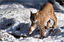 Bwald 17-02-09 0905   Photos ACG 2017