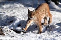 Bwald 17-02-09 0906   Photos ACG 2017