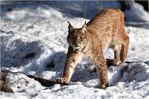 Bwald 17-02-09 0907   Photos ACG 2017