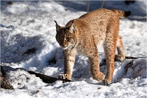 Bwald 17-02-09 0909  01  Photos ACG 2017