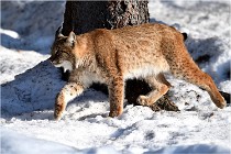 Bwald 17-02-09 0912   Photos ACG 2017