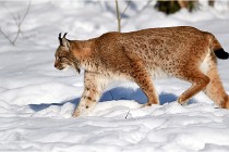 Bwald 17-02-09 0930   Photos ACG 2017