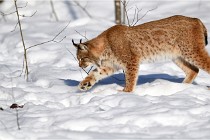 Bwald 17-02-09 0934   Photos ACG 2017