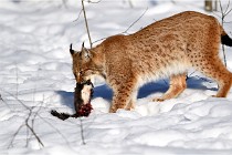 Bwald 17-02-09 0938   Photos ACG 2017