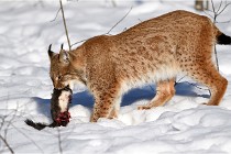 Bwald 17-02-09 0939   Photos ACG 2017