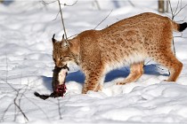 Bwald 17-02-09 0940   Photos ACG 2017